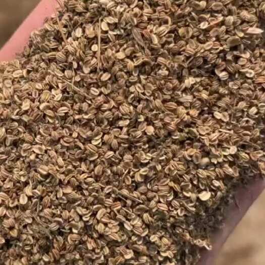 无棣县中草药蛇床子新货