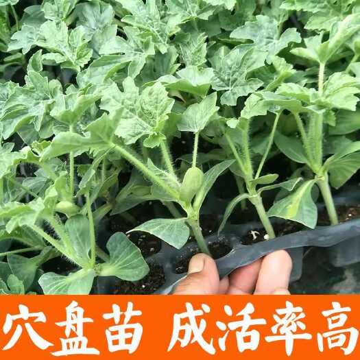 涟水县美都8424麒麟西瓜苗苗早春新苗秧苗带土球基地直发