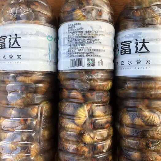 灵宝市大金蝉，竹蝉，杜仲蝉各种金蝉都有，货美价好，欢迎各位老板下单