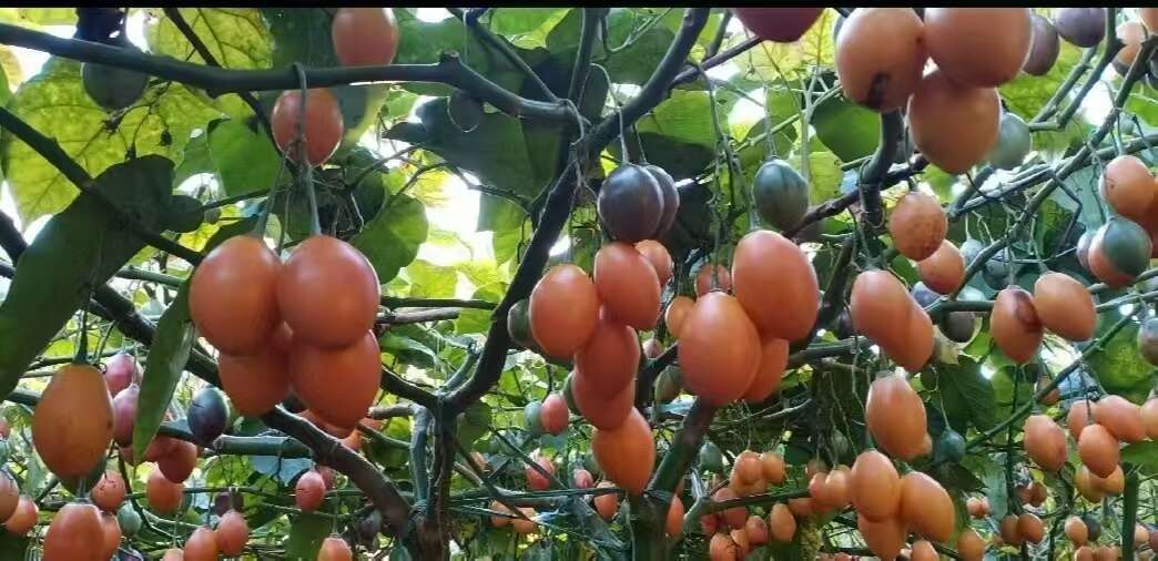 金平县树番茄