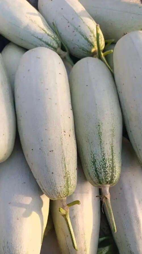 内黄县博洋61