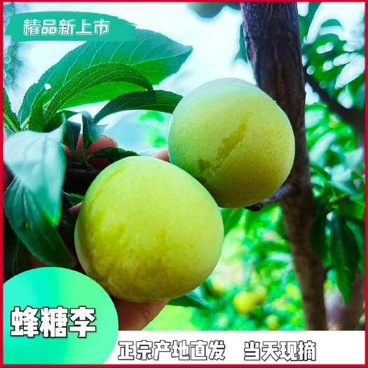 关岭县蜂糖李、果园直发、人工挑选