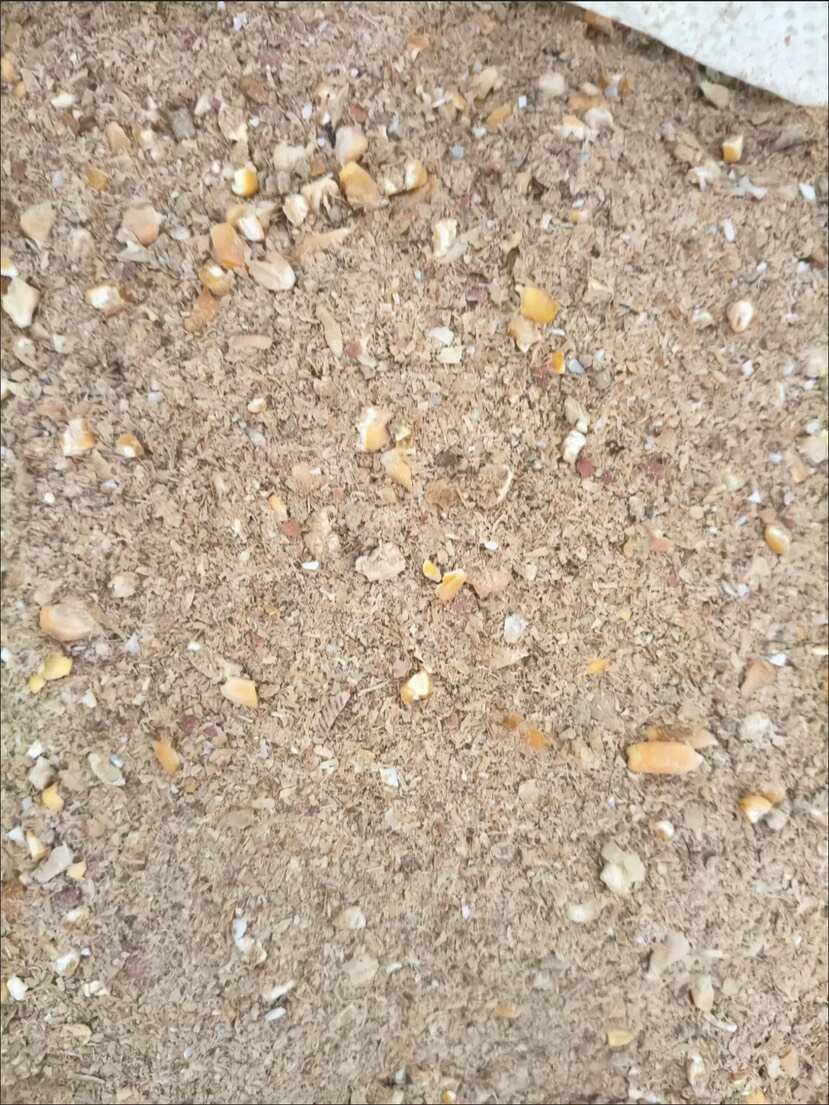 100斤包邮鸡饲料鸡鸭鹅通用配合饲料碎玉米纯粮饲料