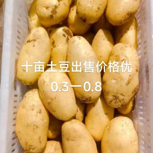 武陟县自己种植土豆，沃土五号