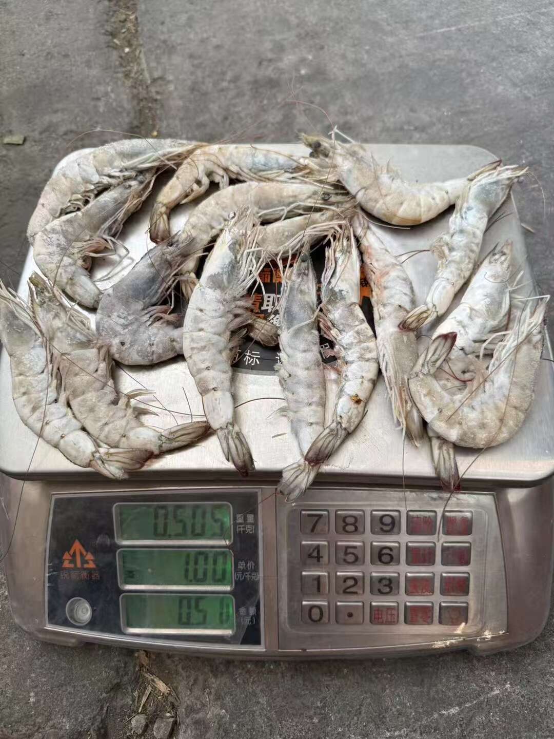 有信大板全规格2030-6070