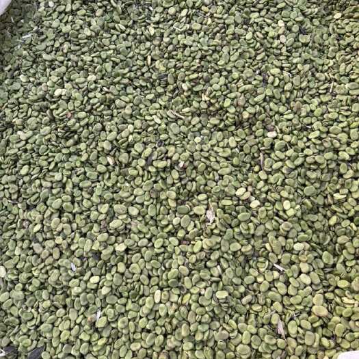 蚕豆2025年新货江苏蚕豆，干蚕豆，供应养殖脆皖鱼，豆瓣酱.