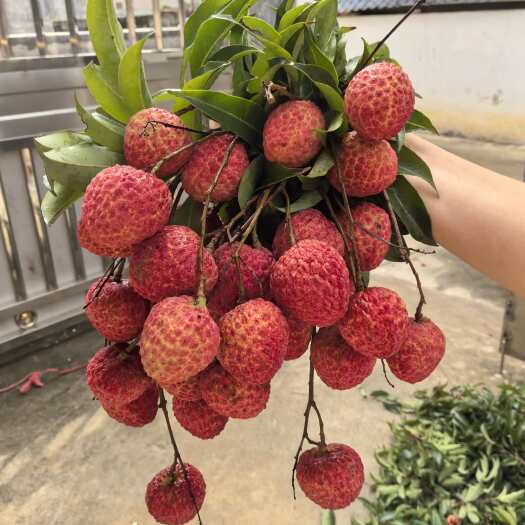 广州增城五星荔枝优质品种糯米糍​现摘现卖，最新鲜的果