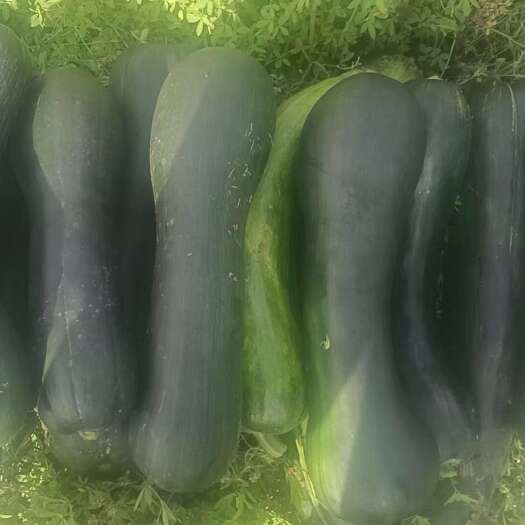 青南瓜，青条瓜，