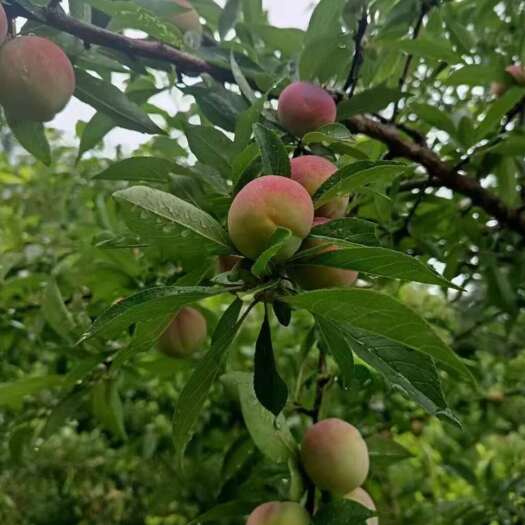 乐业县广西乐业高山牛心李，香脆，甜，果园直发。