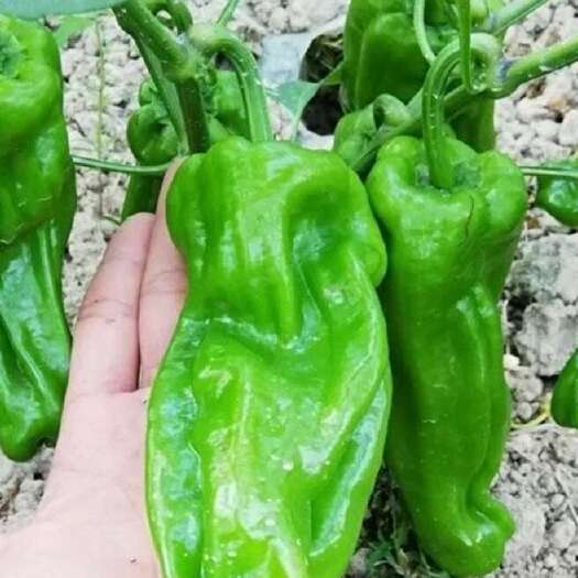 上海薄皮青椒