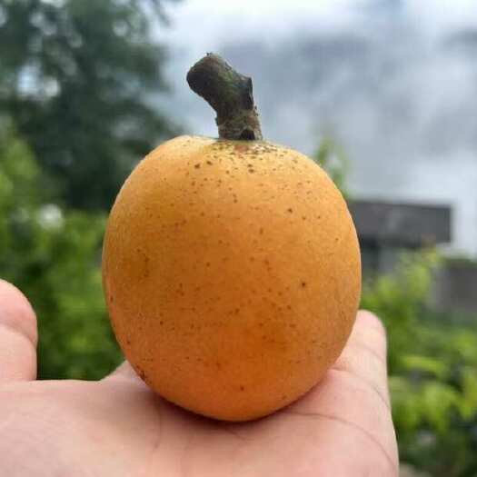 枇杷