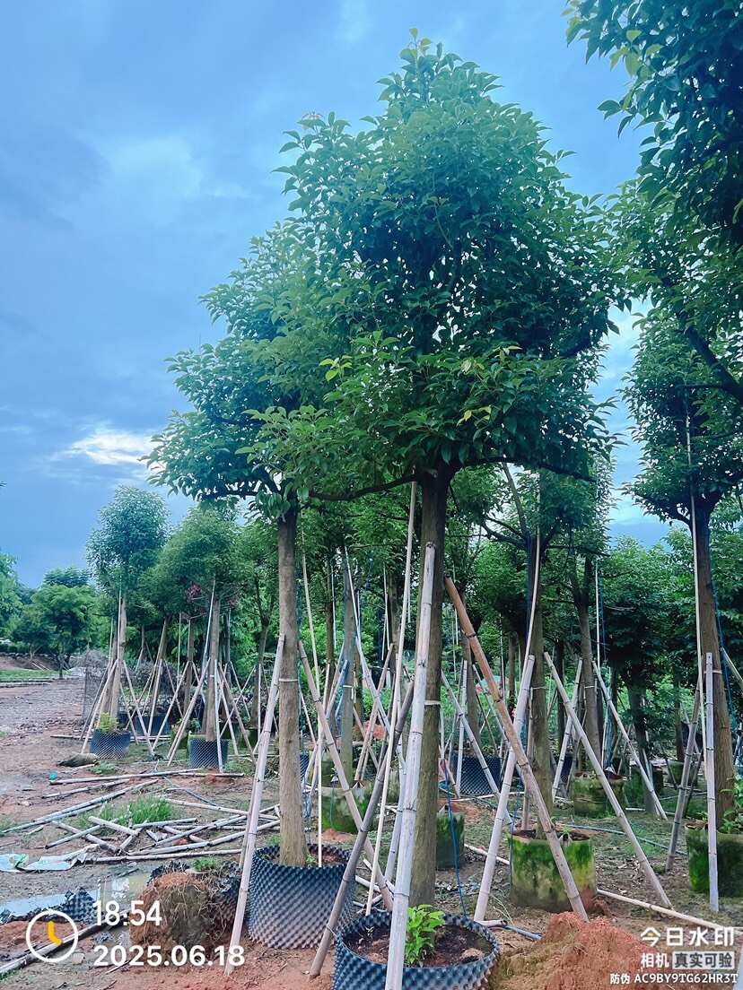 香樟树，大叶樟，小叶樟