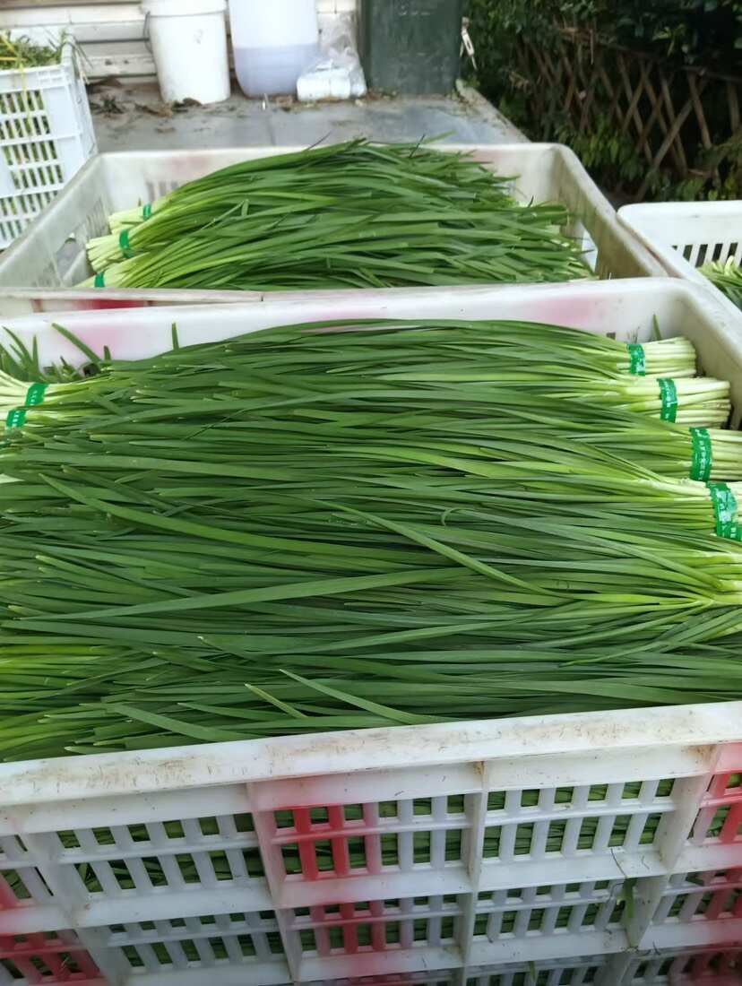 中叶白根香韭菜