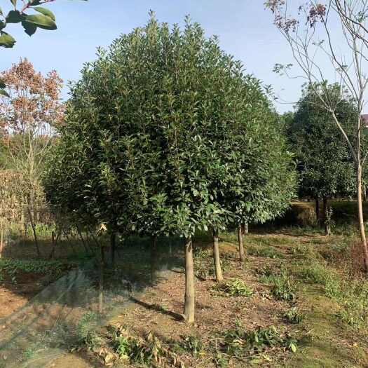 益阳湖南益阳高杆红叶石楠苗木基地直销批发