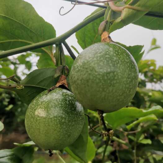 崇左百香果