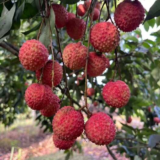 灵山县桂味荔枝