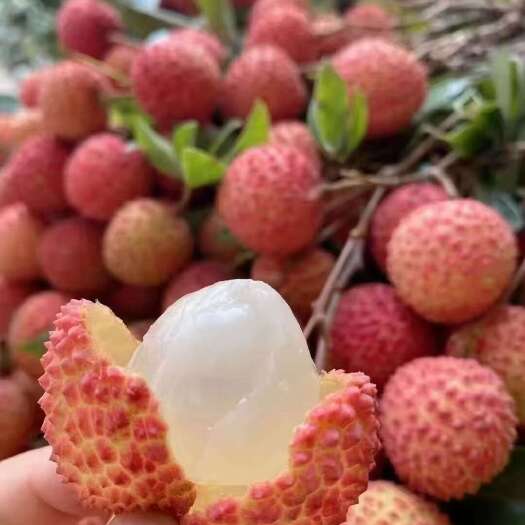 高州市桂味荔枝