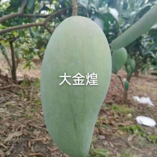 广西百色田东芒果，大金煌，货源充足，1件代发包邮