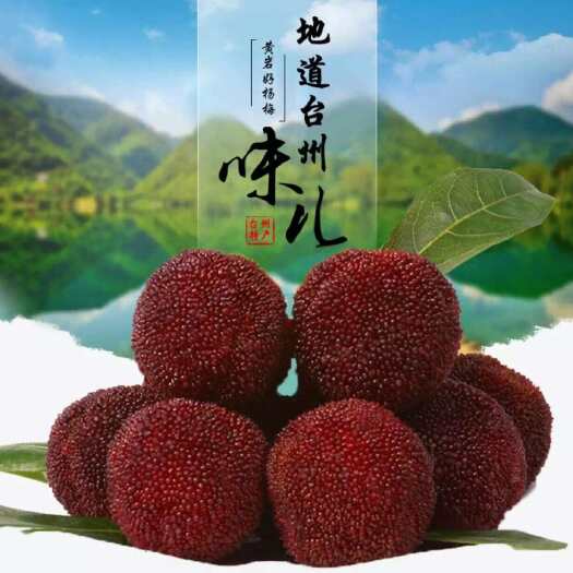 东魁杨梅始祖地 自家果园现摘现发 难得的贡品级别 不接受退换