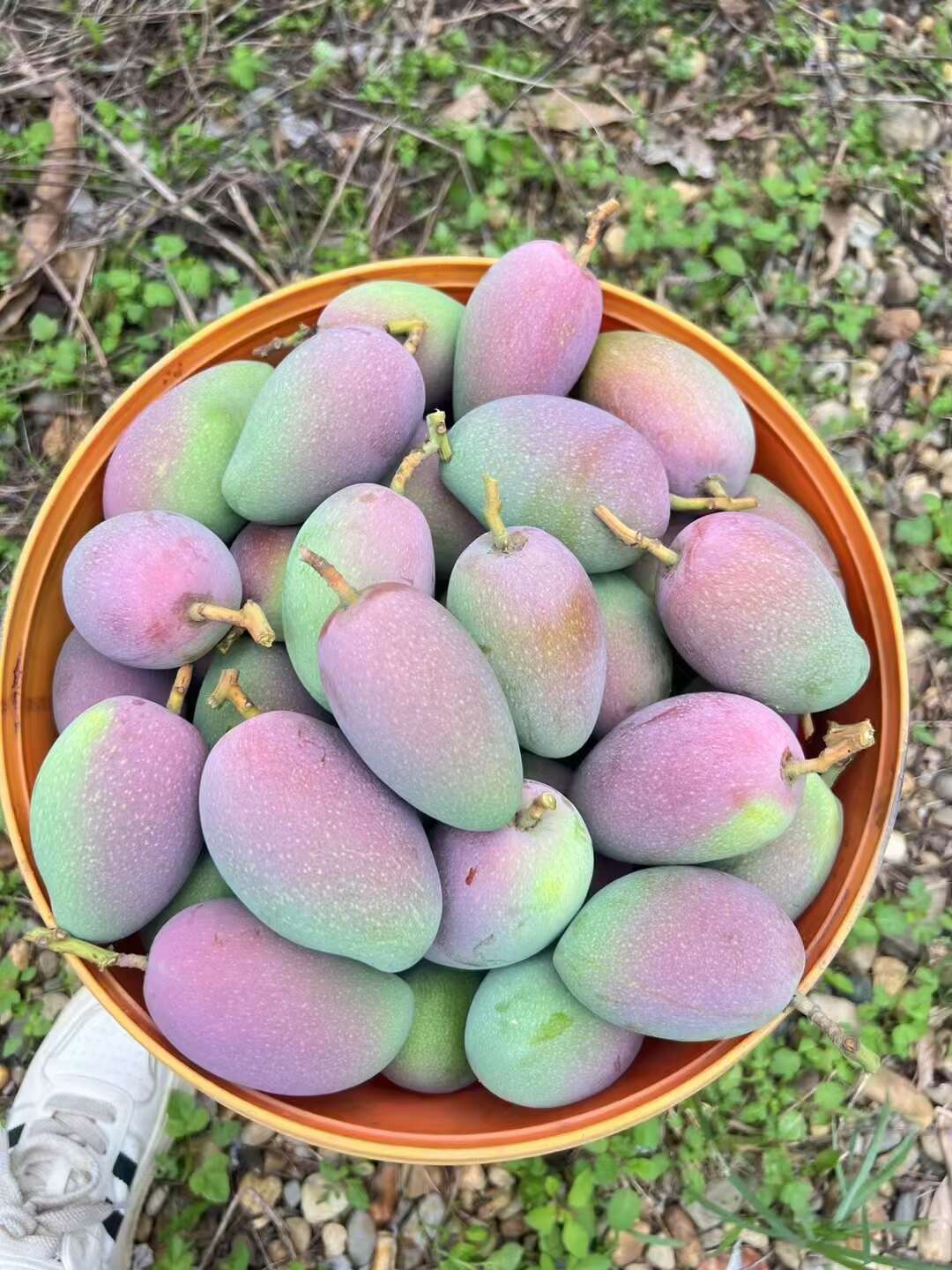 百色田东芒果，红贵妃，汁多清甜，老少适宜吃了不上火