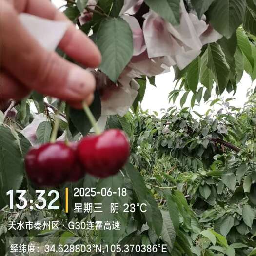 天水天水套袋无公害大樱桃