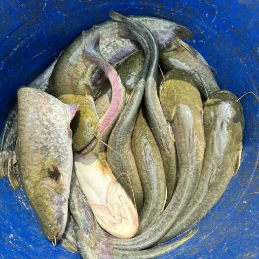 黔西市鲶鱼 清边无油 肉质紧实 没有泥腥味
