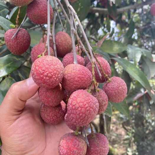 灵山县荔枝批发白糖罂荔枝黑荔枝基地直发