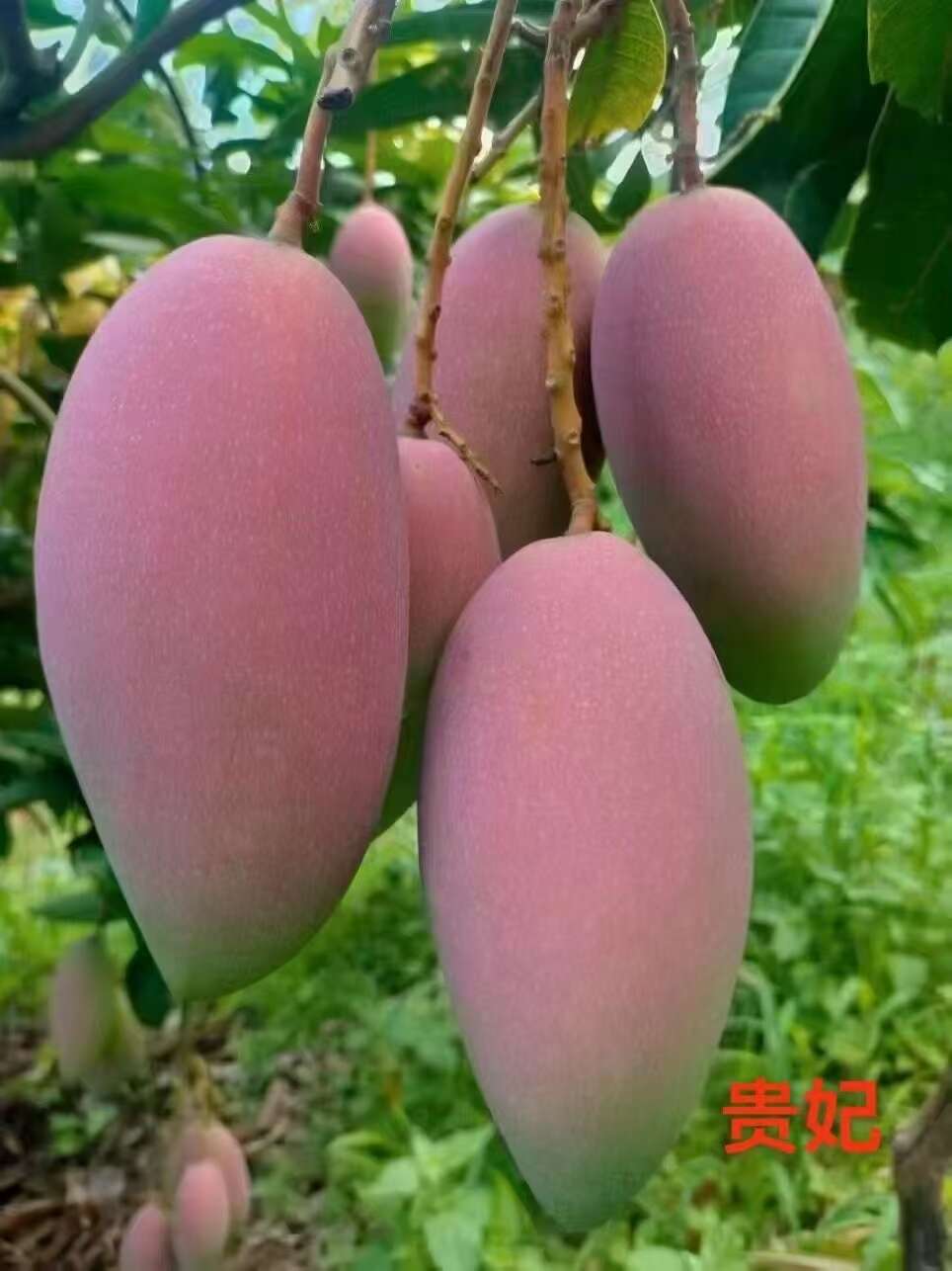 百色田东芒果，红贵妃，汁多清甜，老少适宜吃了不上火