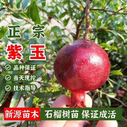 平邑县大果紫玉石榴树带果发货原盆原土