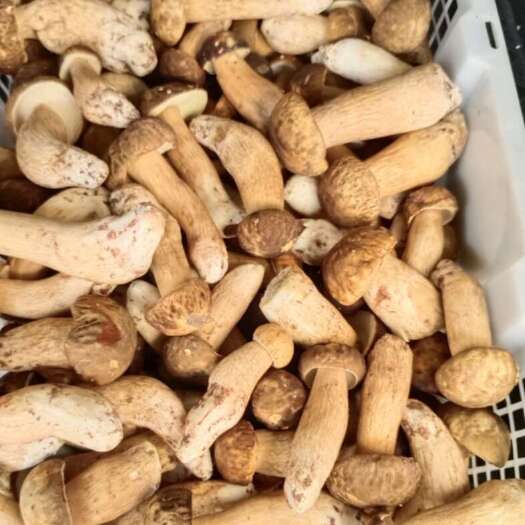 昆明野生黑牛肝菌。