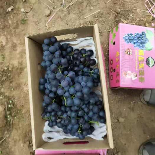 昌黎县玫瑰香  口感好  颗粒大  全国接单产地直发