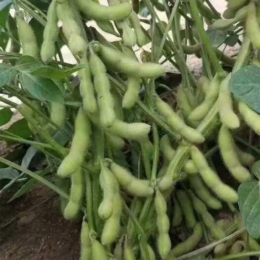 金堂县优质四川新鲜毛豆大量供应