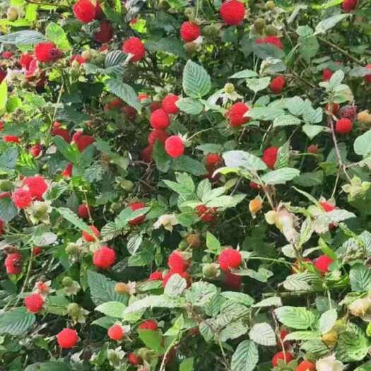 新基地直发网红树霉红泡小苗无刺红泡苗无刺红树霉四季盆栽绿植