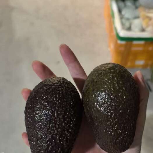 彭州市/国产牛油果.四川成都水果蔬菜批发.生鲜配送