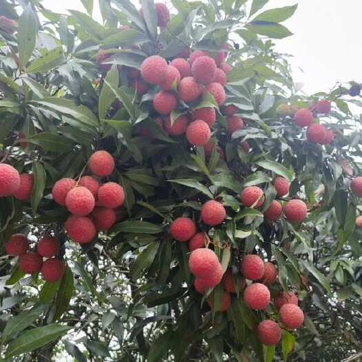 广东陆丰黑叶荔枝、桂味、凤花荔枝、可代办代收