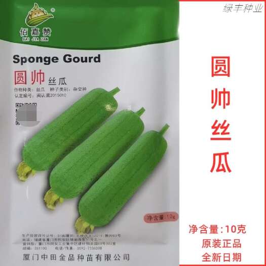 中田金品 圆帅丝瓜种子 短棒形肉丝瓜种籽颜色浓绿中早生丝瓜种