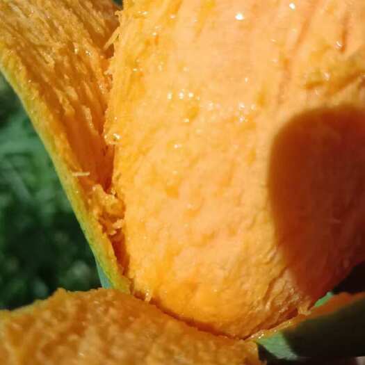 西双版纳椰香芒大量上市