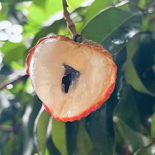 广州增城本地各个品种荔枝