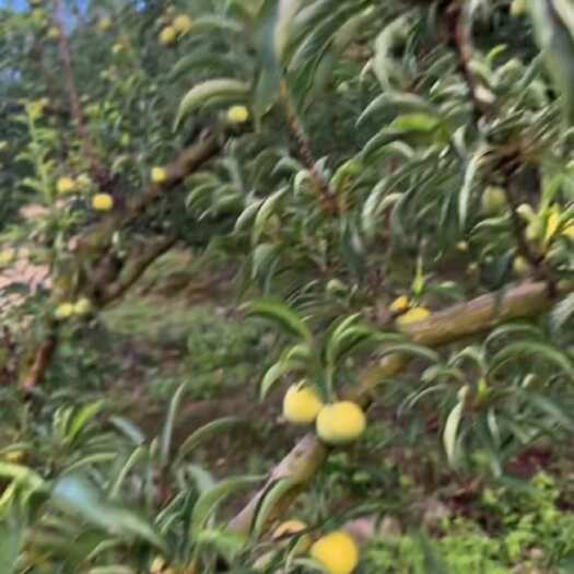 镇宁县贵州六马蜂塘李出售种植户需要的赶紧联系