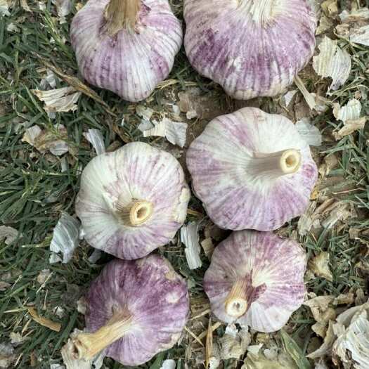 东明县大蒜