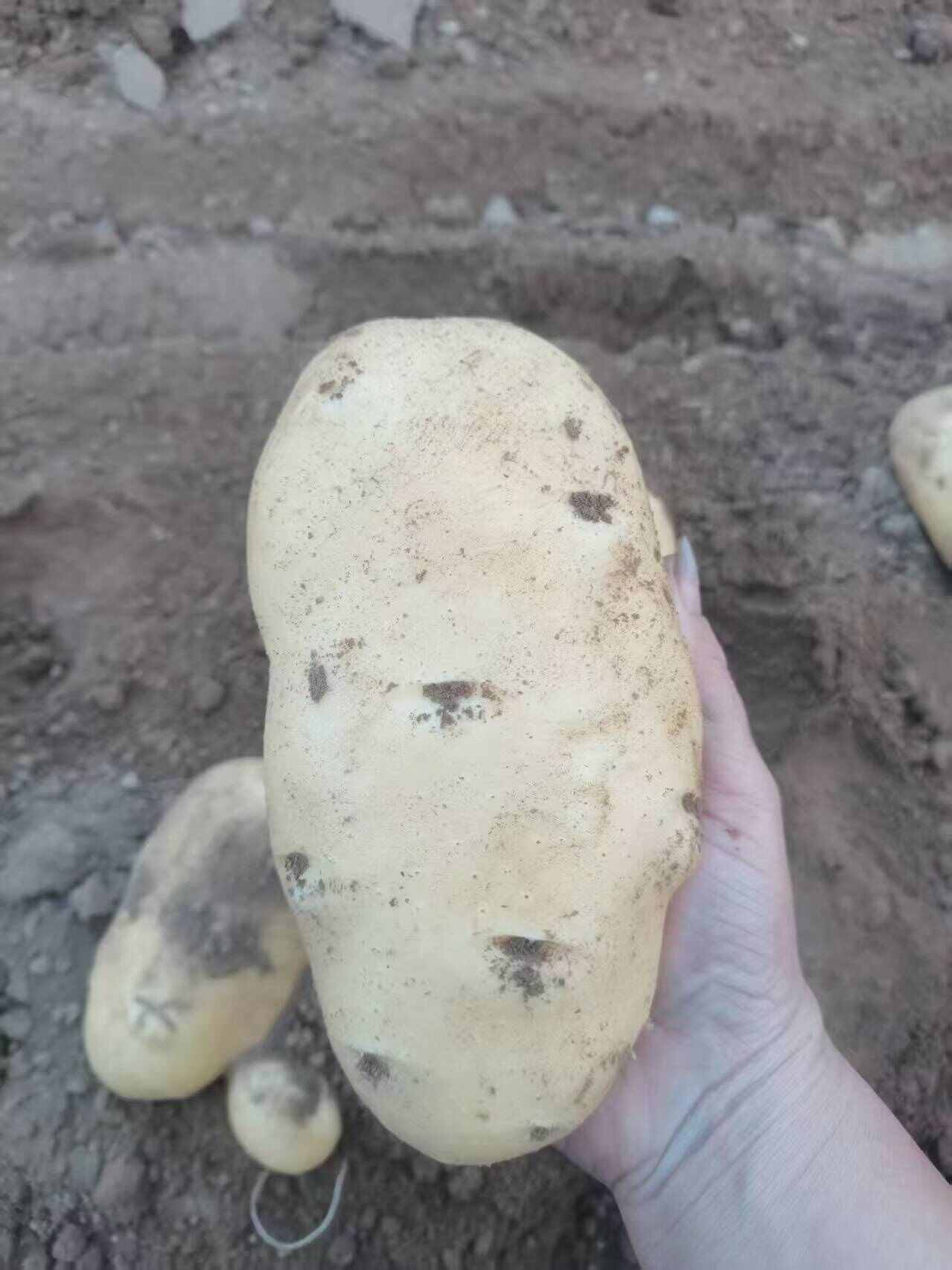 黄心土豆   口感醇厚绵密，味道香醇