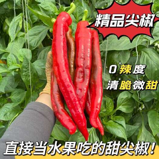 寿光市精品水果甜尖椒不辣直接当水果生吃自家种植新鲜现摘红尖椒水果椒