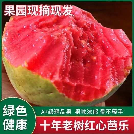 一件代发 广西红心芭乐新鲜采摘番石榴鸡屎果奶油芭乐