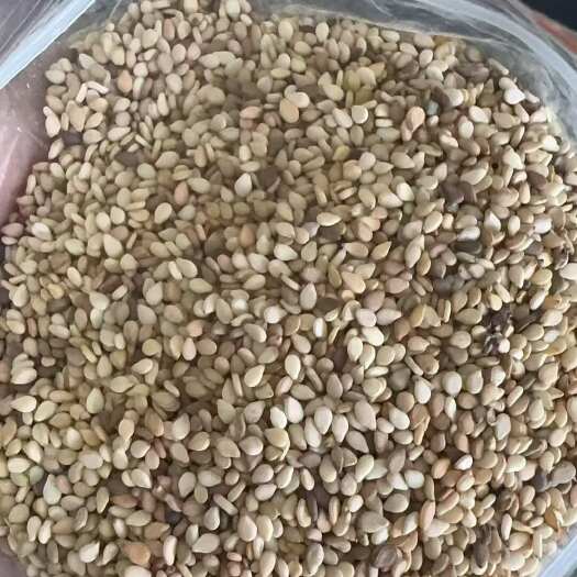 青岛苏丹白芝麻