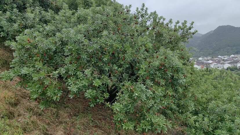 仙居县仙居杨梅大量上市了有需要的老板可以联系我