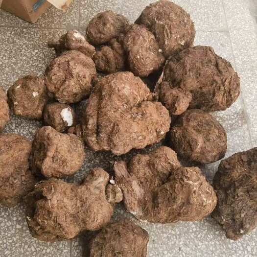 楚雄市白茯苓