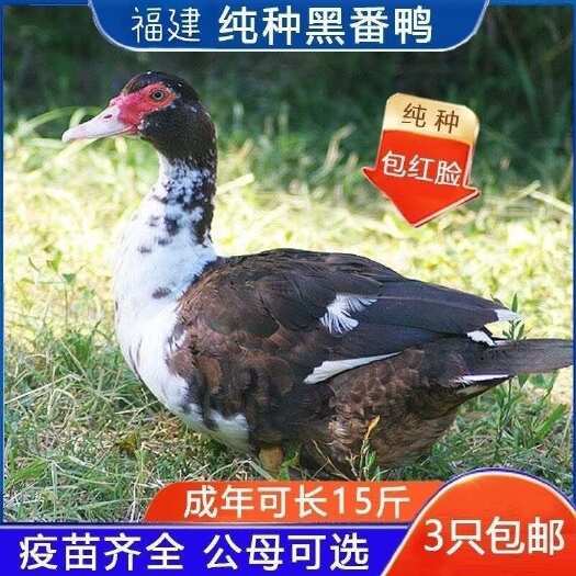红脸黑番旱鸭大种西洋纯种鸭苗旱鸭子鸳鸯特大号活苗