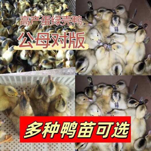 莆田纯种半斤产蛋鸡海兰散养青年蛋鸡下蛋红毛活鸡母鸡产蛋王好养