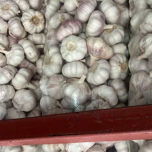 邳州市邳州精品大蒜