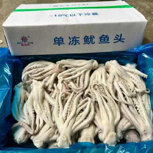 深圳广东深圳直发新鲜鱿鱼头优质货源批发鱿鱼水产软体类海鲜食材